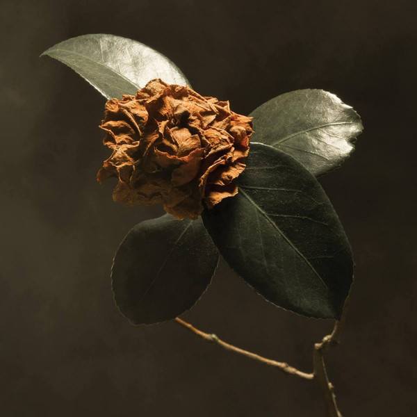 CD St. Paul & Broken Bones — Young Sick Camellia фото