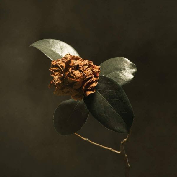 CD St. Paul & Broken Bones — Young Sick Camellia фото