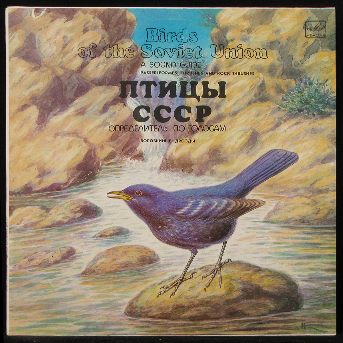 LP V/A — Птицы СССР - Воробьиные: Дрозды фото
