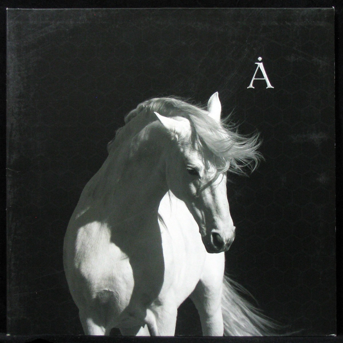 Обложка лошади. Аквариум 2008 - белая лошадь. Лошадь на темном фоне. Лошадь на черном фоне. Белая лошадь.