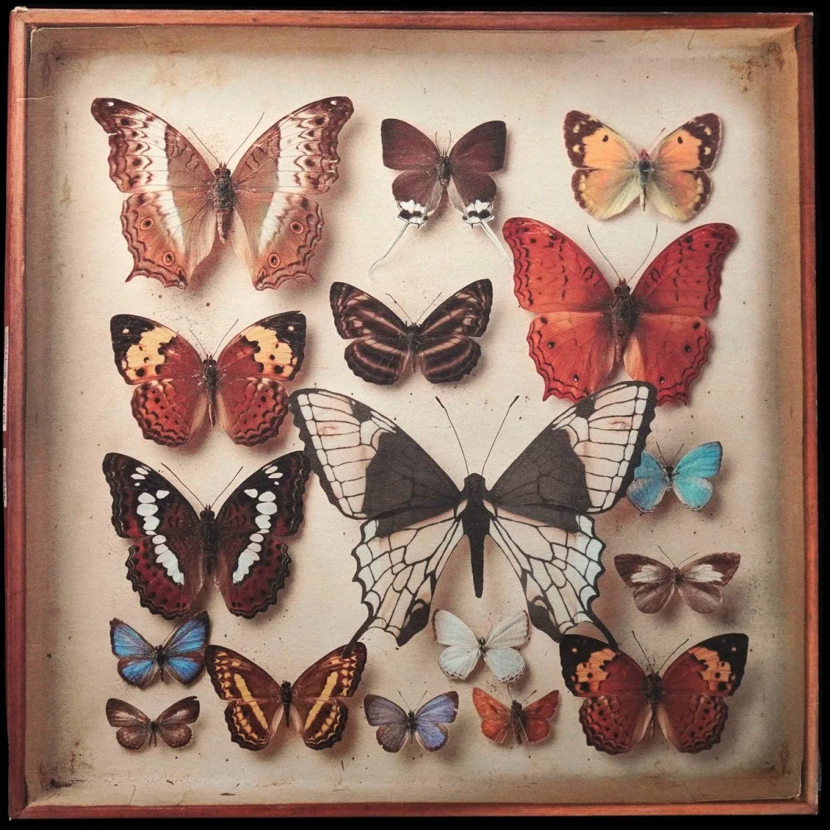 LP Emiliana Torrini — Rarities (4LP-бокс) фото