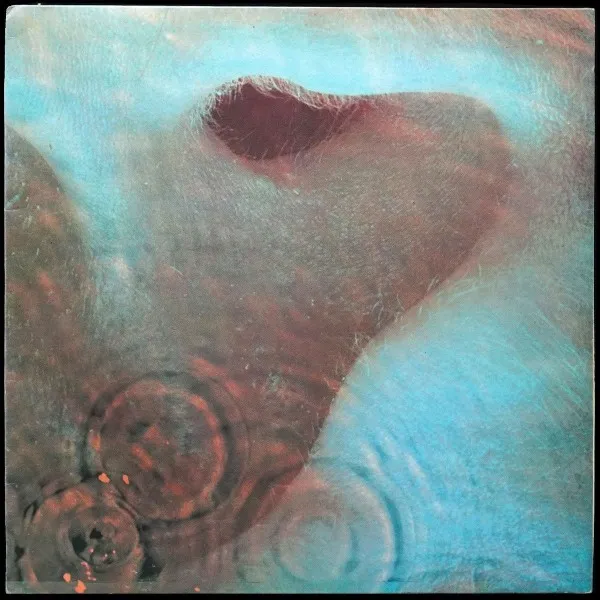 Meddle